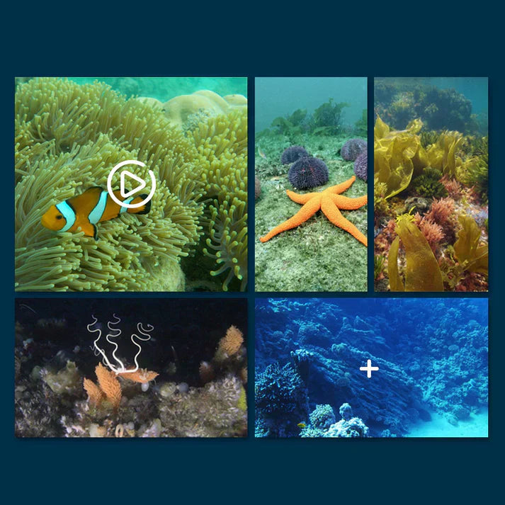 🔥Hot Sale 50% OFF! 🎉🎉 MantaVision – The app-controlled surface drone for exploring bodies of water
