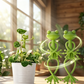 Cute & Stable Frog Plant Stand