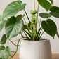 Cute & Stable Frog Plant Stand