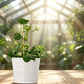 Cute & Stable Frog Plant Stand