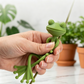Cute & Stable Frog Plant Stand