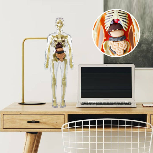 3D human body torso model for kids anatomy model skeleton
