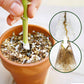 Plant Rooting Powder Nutrients